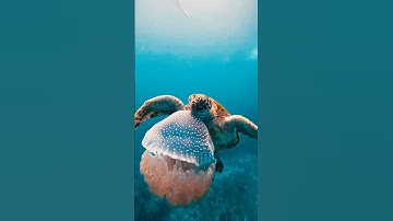 Can You Believe Turtles Eat Jellyfish? 😱🤯 #diving #turtle #jellyfish #snorkeling