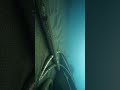 Giant Sea Snake Caught on Camera 😱 | Deep Ocean Mystery