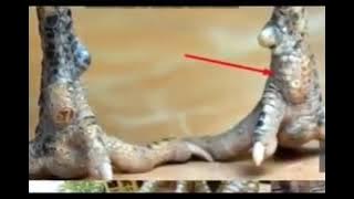 10 jenis ayam bangkok suro dan magisnya