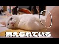 おててを添えてくれるイケ猫
