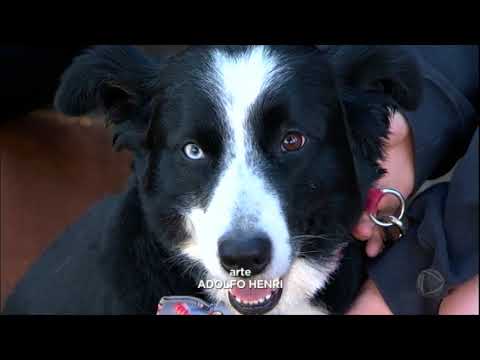 Vídeo: 150 + nomes para cães com 2 olhos de cores diferentes (heterocromia)