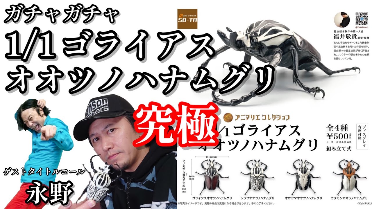 ガチャガチャ】1/1ゴライアスオオツノハナムグリ【タイトル