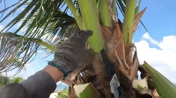 Tùng cưa hạ cây dừa trên mái nhà, sát dây điện, SD 0919721813