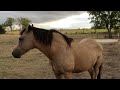 A Texas Rain Coming In - Muddy Horses &amp; Cat Stalking A Bird