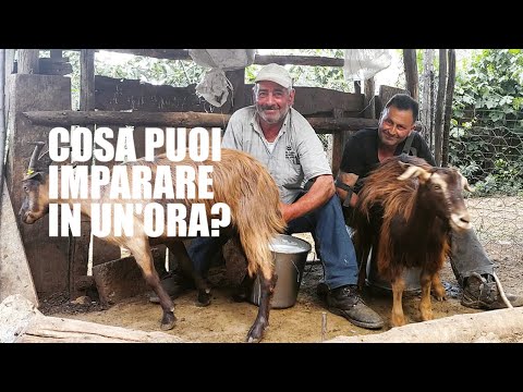 Video: Cosa Si Può Fare In Un'ora