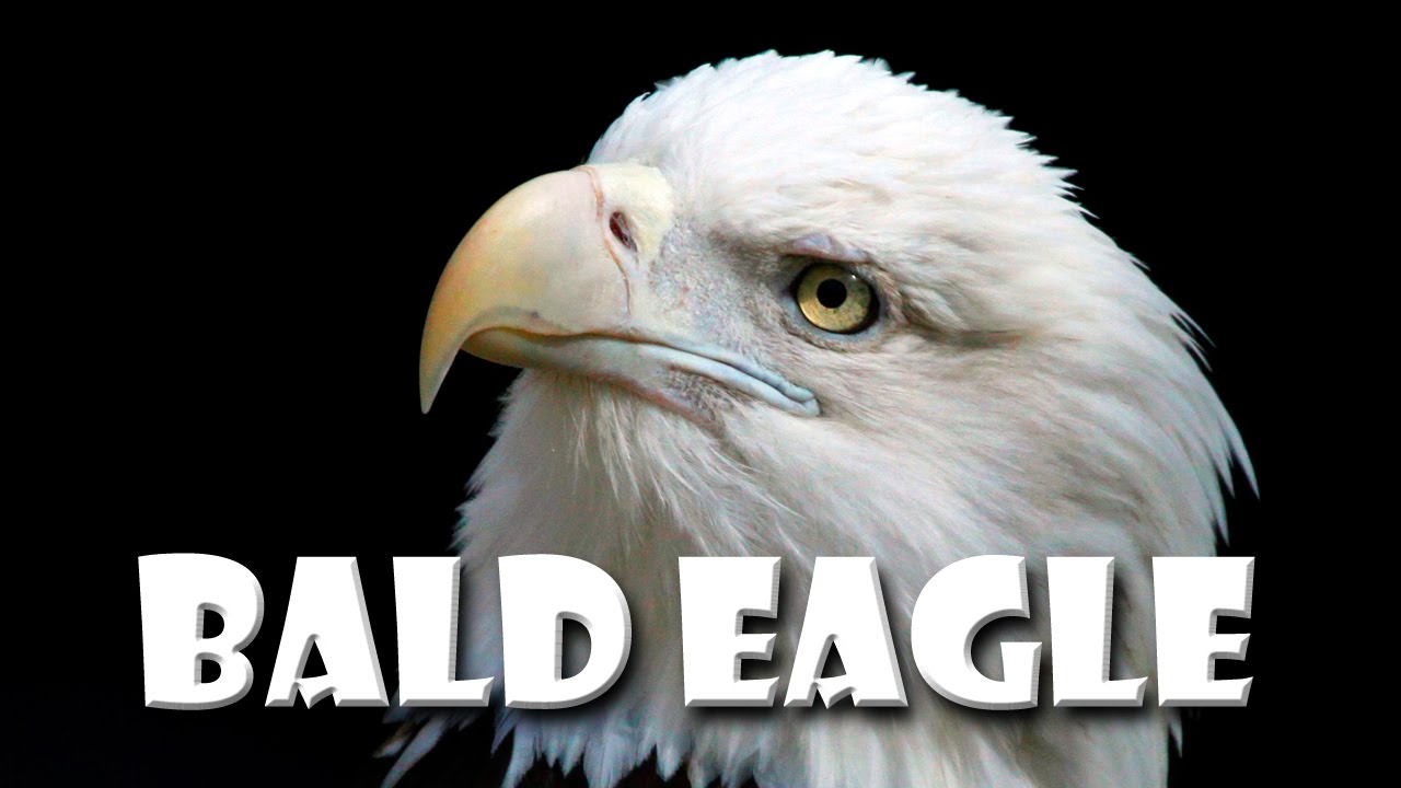 bird animal classification Animal Fact Friday at Wildlife Prairie Park - Bald Eagles