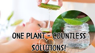 Glowing Skin to Soothing Burns: Top Valuable Benefits From Aloe Vera! by Super Wise 246 views 2 months ago 3 minutes, 36 seconds