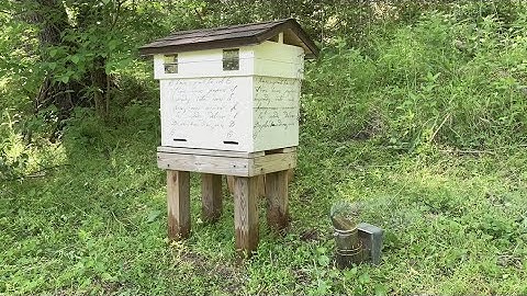 Transferring a Swarm into the Layens Gable Roof Forestry Hive