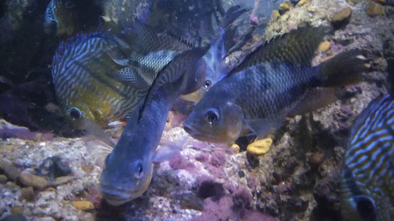 Chaetobranchus flavescens YouTube