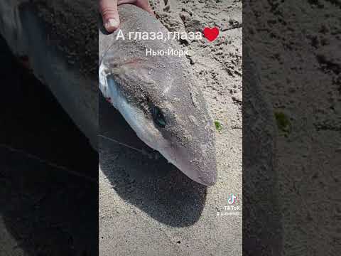 Акула. Shark New York City.Рыбалка. Нью-Йорк. #newyork #рыбалка #акула #sharknewyork #shark #fishing