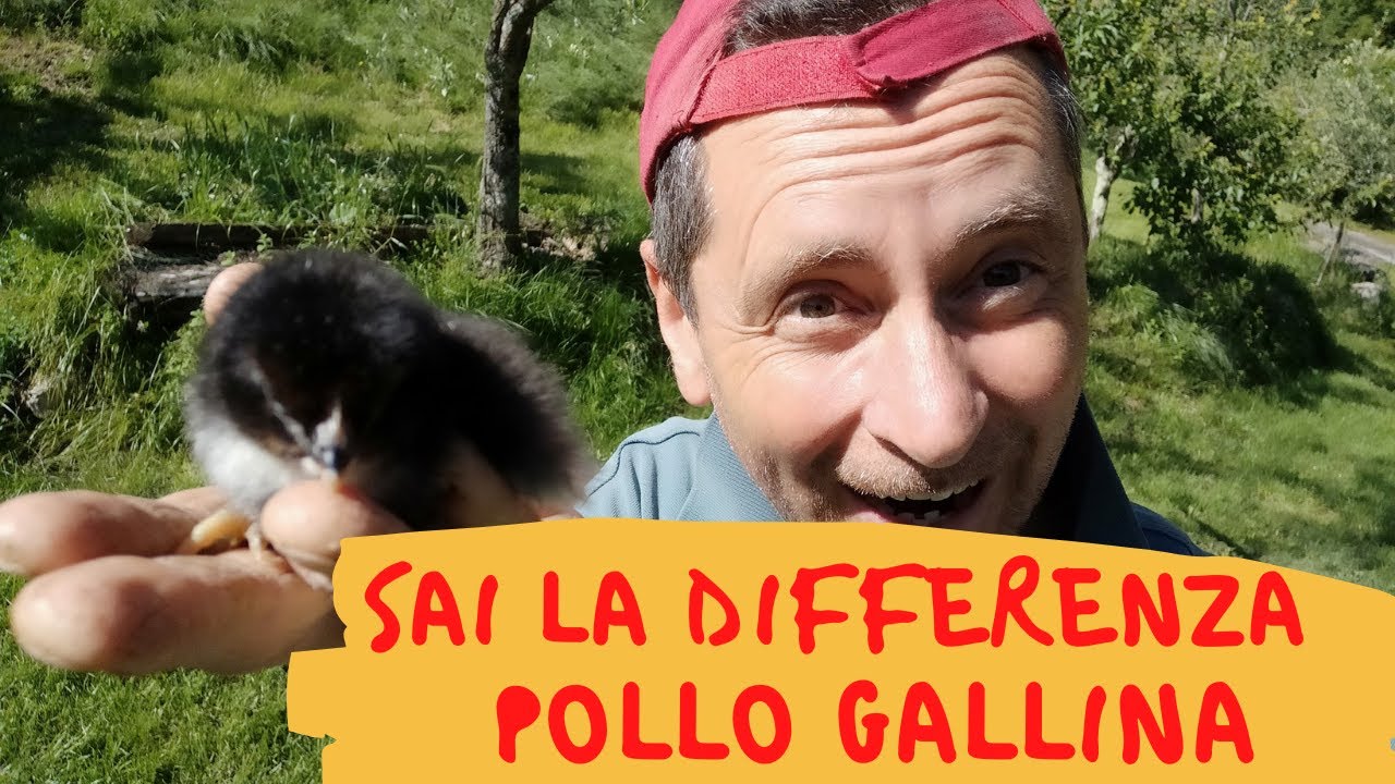 Gallo Y Gallina Imagen De Archivo. Imagen De Gallina - 21101295
