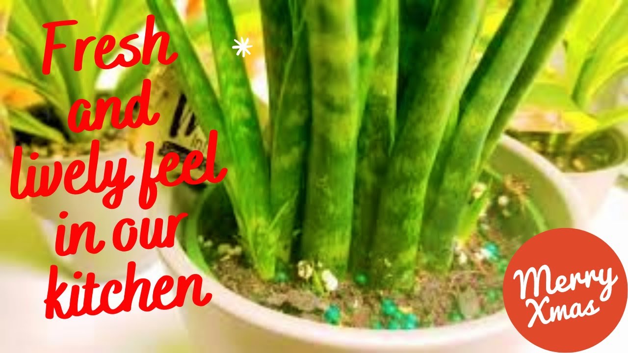 Indoor Plants Collection Pinoy in Whitehorse, Yukon 🇨🇦 YouTube