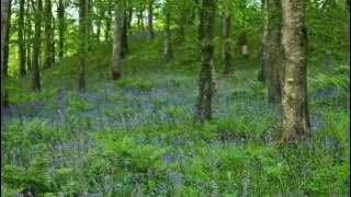 Oh How Lovely Was the Morning