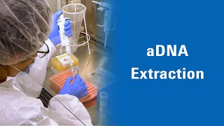 aDNA extraction (Hundsdörfer, Patzold)