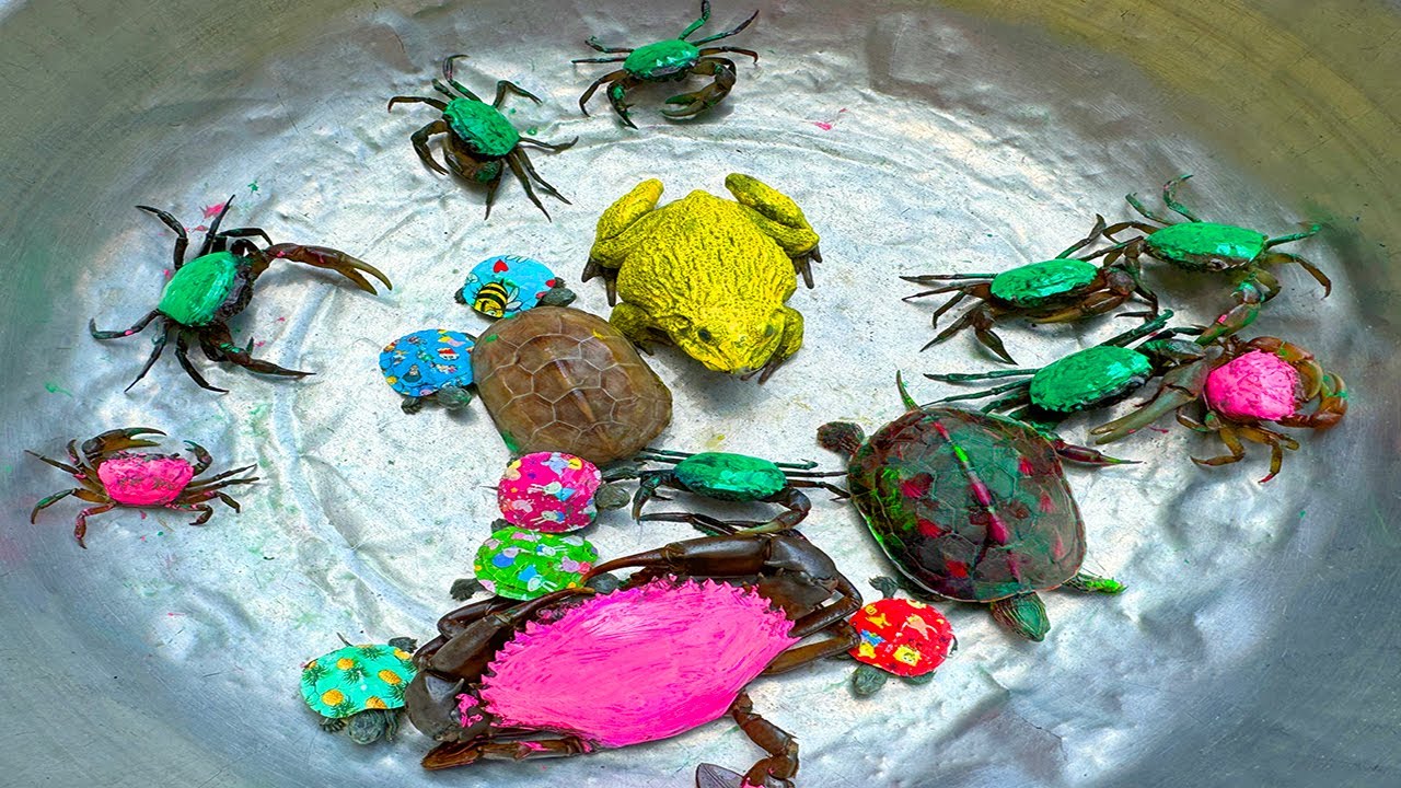 Kem Ốc và cua Chanel lái xe công nông đuổi theo con cua, cua xanh, con ếch, rùa,  cá sấu, nòng nọc.