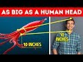 50+ Extreme People and Animals Comparisons