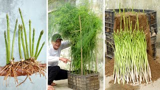 Growing Asparagus At Home The Most Productive and Effective, Fast to Harvest