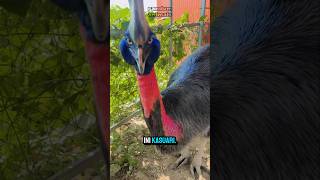 Burung Paling Berbahaya di Dunia? Ini Dia Kasuari! #shorts #viral #faktaunik #alam #hutan