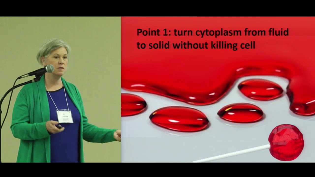 Why Seeds and Spores Die in the Freezer and Sometimes Faster That Anticipated