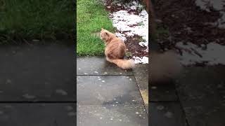 The Late Cat Snow Seeing Snow For The First Time - R.I.P