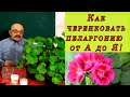 Готовим пеларгонию  к весне  - двойная польза!