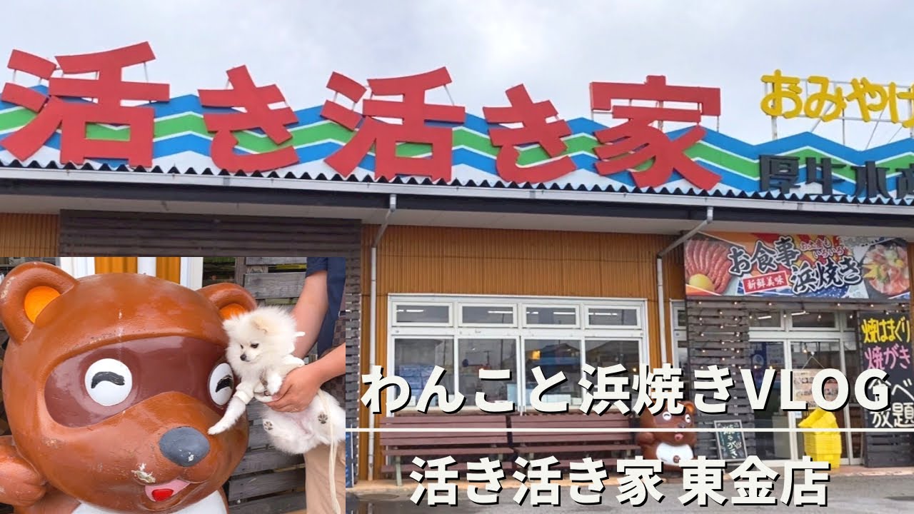 【わんこと浜焼きVlog】活き活き家 東金店|ポメラニアン