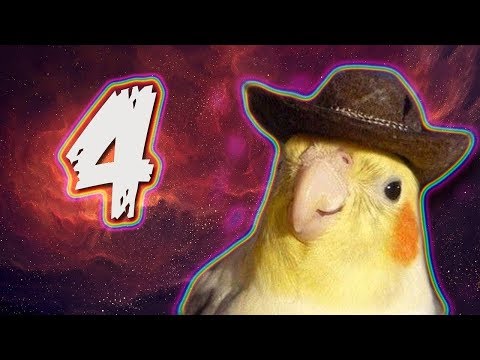 10-min-of-birb-memes-#4