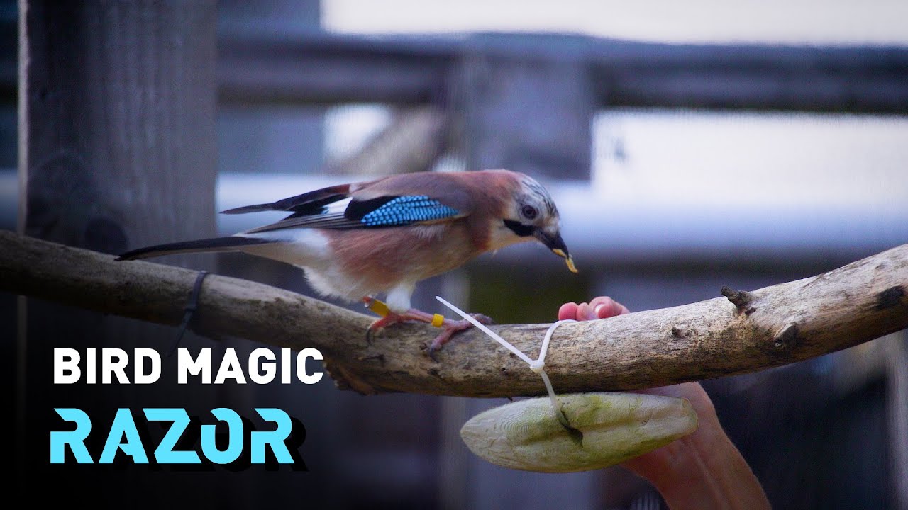 Can birds understand magic? - #RAZOR - YouTube