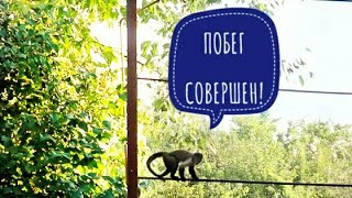 2018.08.21 Обезьяна капуцин Масяня. Масяня сбежала!!! 2018.08.21 Обезьяна капуцин Масяня. Масяня сбежала!!!