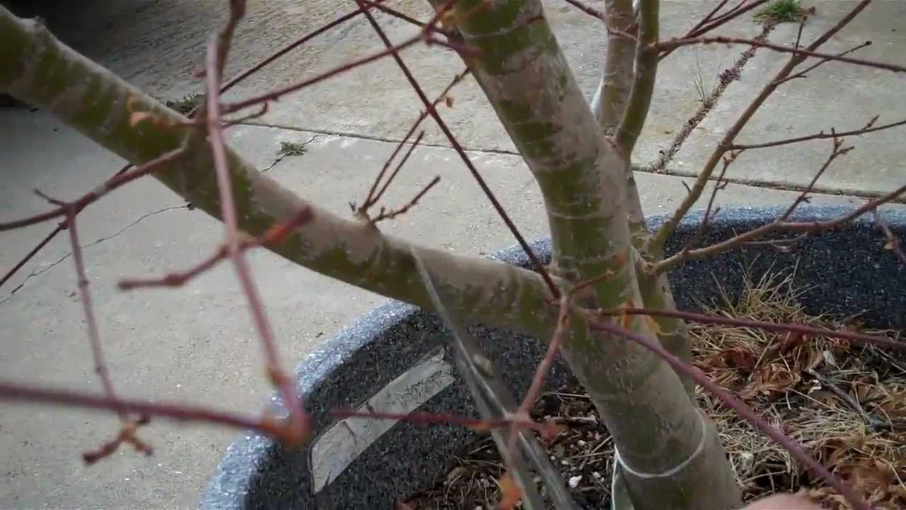 How to Grow Japanese Maple (Acer Palmatum) in a pot. Part III One Year