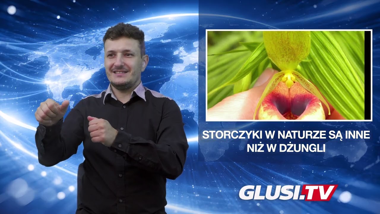 Storczyki w naturze są inne niż w dżungli tropikalnej?