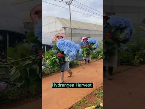 Video: Impormasyon ng Tree Hydrangea - Mga Tip Sa Pag-aalaga sa Mga Halaman ng Tree Hydrangea