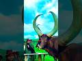 Sapi Afrika Ini Bikin Banyak Orang Salah Fokus! #sapiunik #afrika #hewanunik #faktaunik #shortvideo