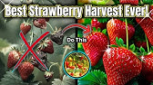 Ideas for vertical strawberry planter 