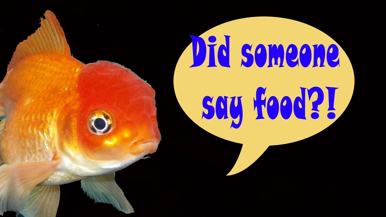 **Relaxing** Goldfish Eating Brine Shrimp YouTube