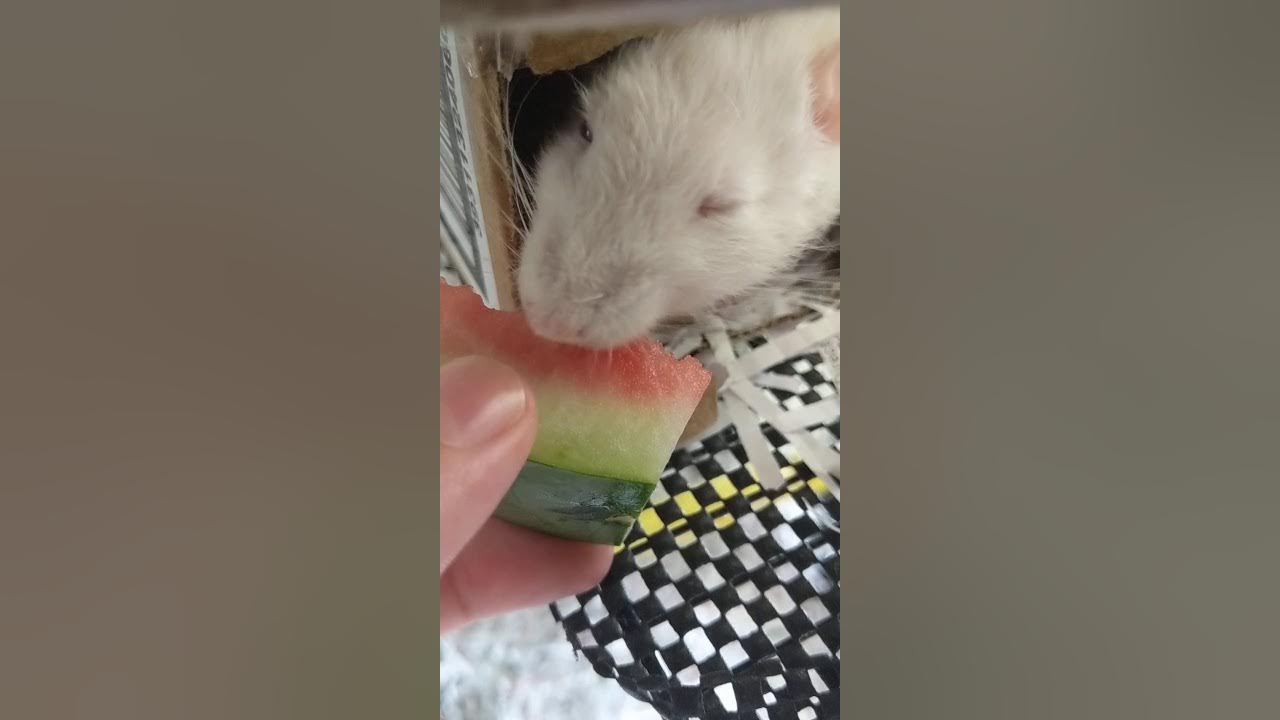 Rats eating watermelon ASMR YouTube