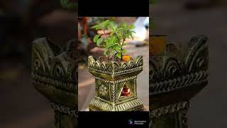 Download Lagu Tulasi song Whatsapp status shorts 🌺🌺 MP3