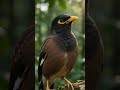 This tiny myna just owned the whole jungle with its voice 🐦🌿🎶 #calm #birds #birdsounds