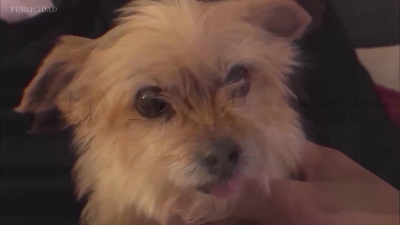 CIRCUITO ANDALUZ DE PÁDEL MENORES ZUSSET