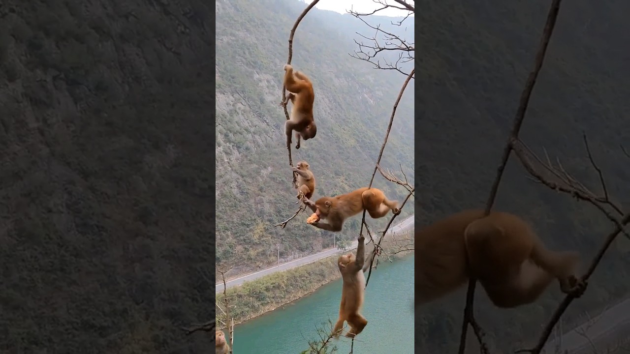 MONKEY SHOW AMAZING MOVEMENTS 👏 🐒👈 