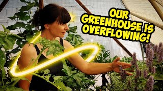 #garden #growfood My Greenhouse is Overflowing |  Summer Update