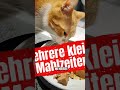 Katzenliebhaber Katzenvideos Katze Cat Katzen