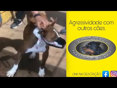Vídeo: Quando Seu Cão é Excessivamente Agressivo Com Outros Cães