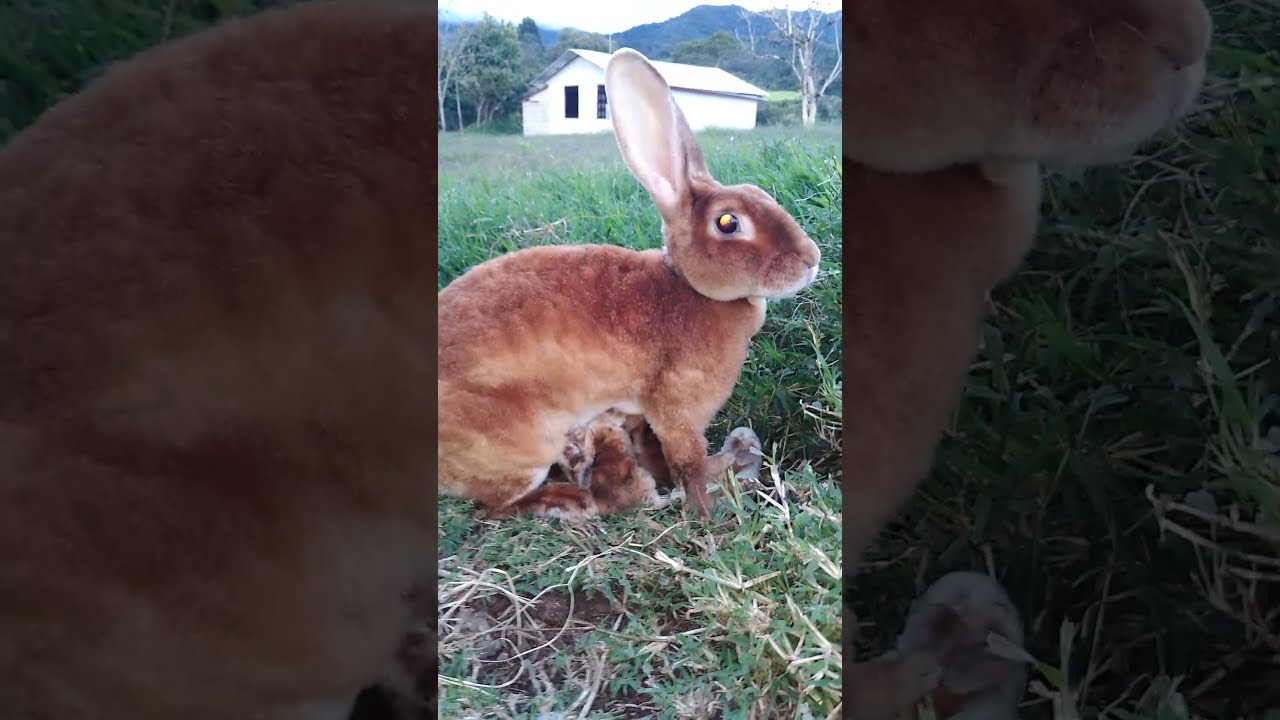 Coneja con sus gazapos en la naturaleza #rabbit #rabbits #conejos #coneja #rabbitshort #conejoenano