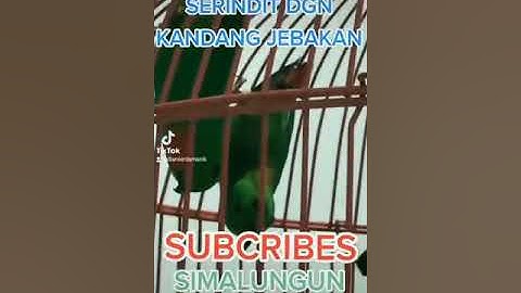 TIPS MUDAH MEMIKAT SERINDIT DENGAN MENGGUNAKAN KANDANG JEBAK...??? TERIMA KASIH SDH MENONTON VIDEO.