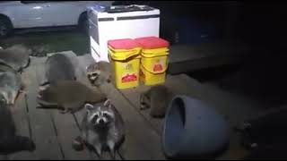 This is what a happy herd of Chomping Raccoons Sounds like