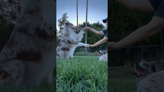 Training Splash’s DOUBLE DOG jumping trick