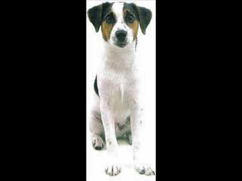 Jack Russells Are Great