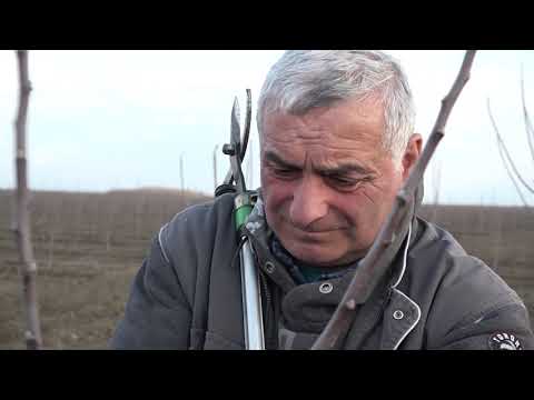 კურკოვანი მცენარეების გასხვლა. სადემონსტრაციო ნაკვეთი