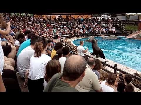 Cabarceno todos viendo a León marino y beso VID 20180719 132128